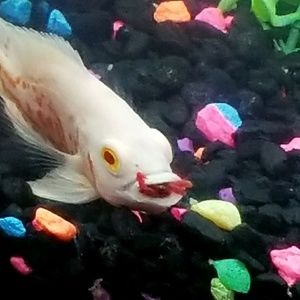 Meet your Posher, Joshua